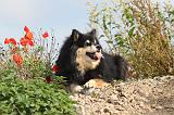 CHIEN FINNOIS DE LAPONIE 387